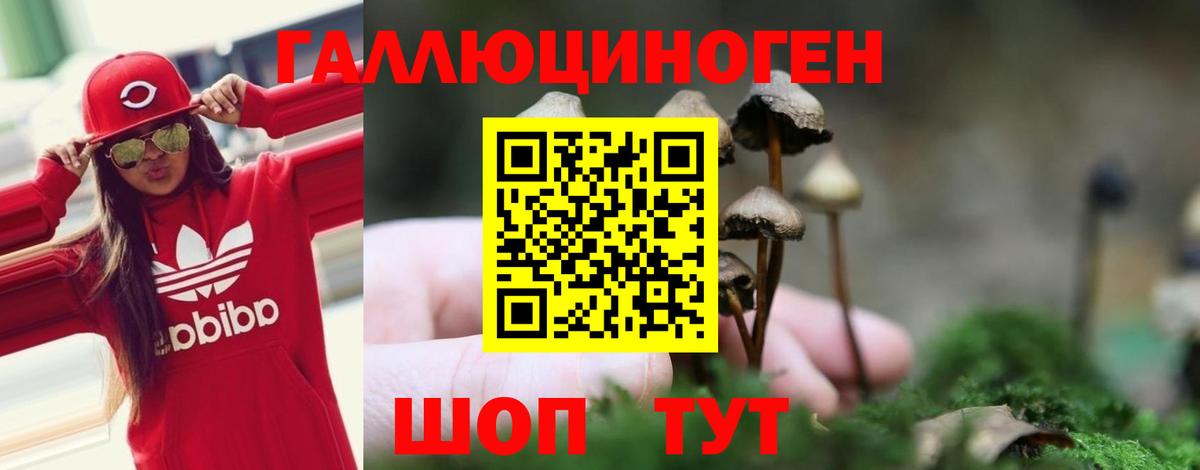 Псилоцибиновые грибы Psilocybe Владивосток